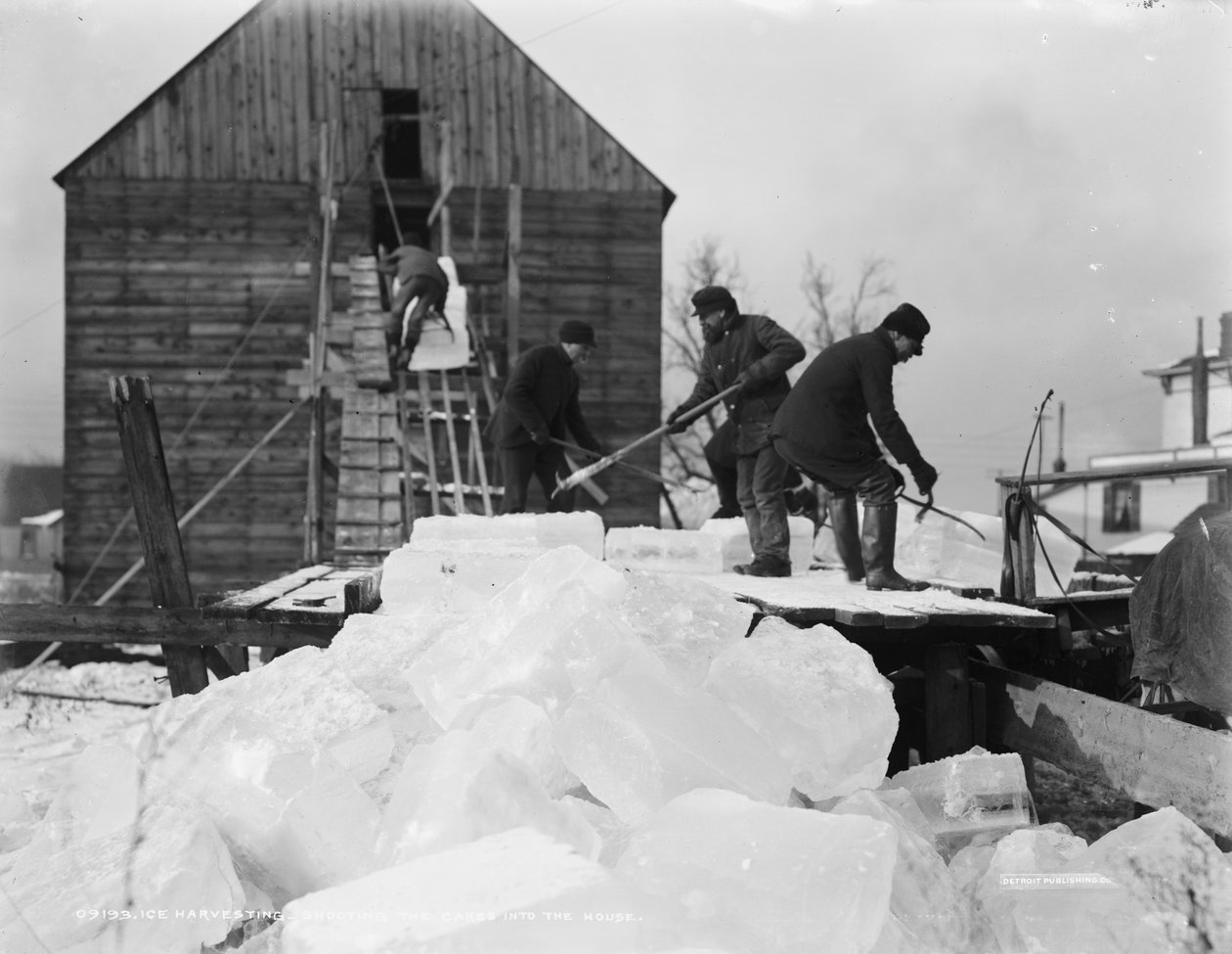 Ice harvesting, shooting the cakes into the house, c.1903  by Detroit Publishing Co.