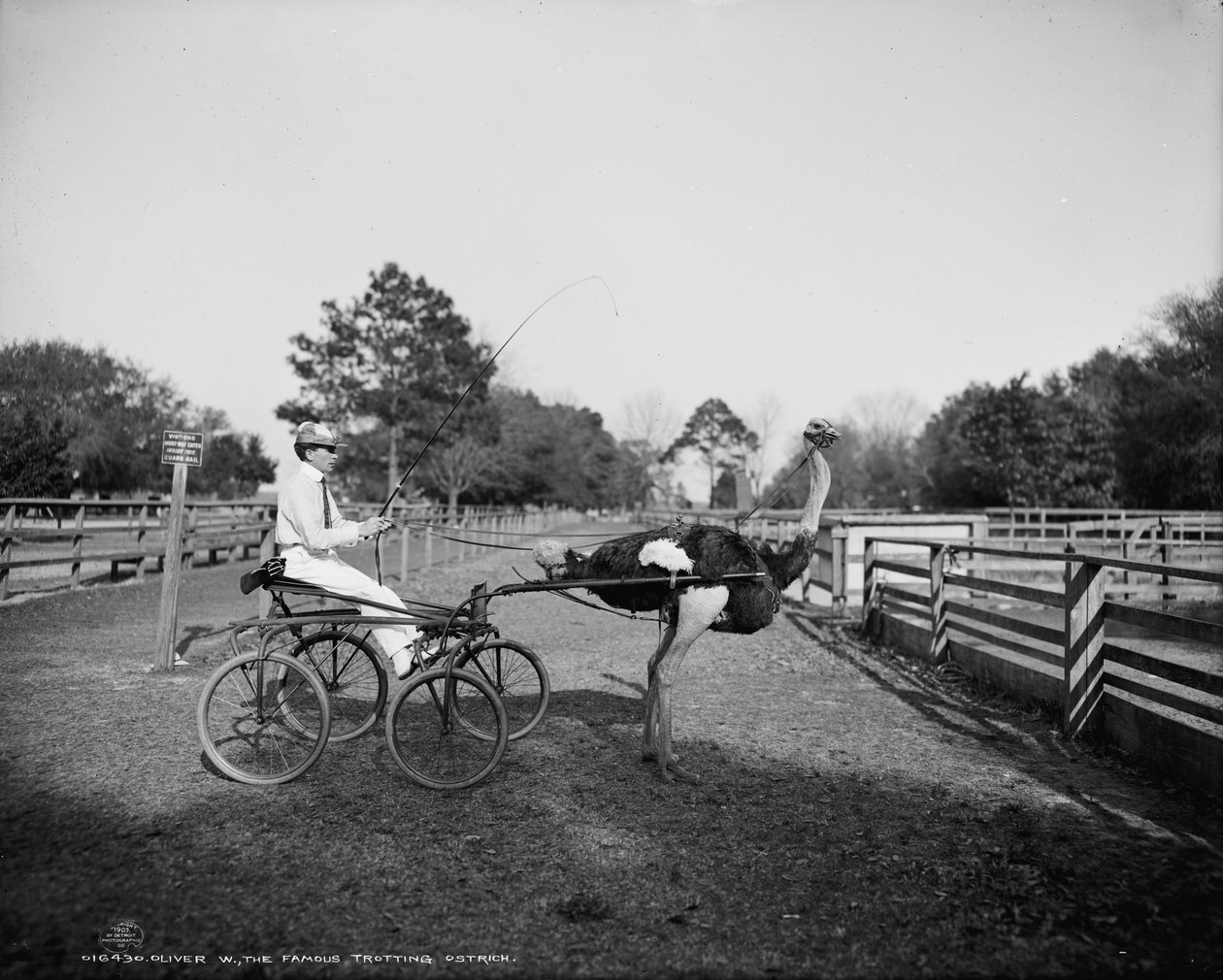Oliver W., ünlü paça devekuşu, Florida Devekuşu Çiftliği, Jacksonville, 1903 by Detroit Publishing Co.