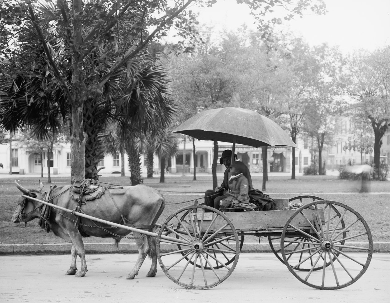 Bovinmobile Savannah, Georgia'da by Detroit Publishing Co.