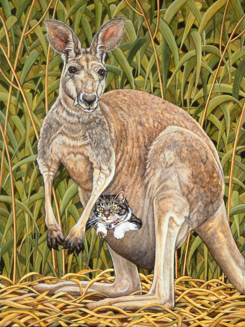 Kanguru-Kedi by Ditz Ditz