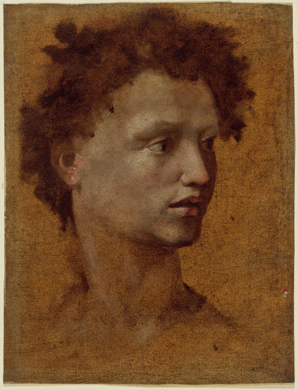  by Domenico Beccafumi