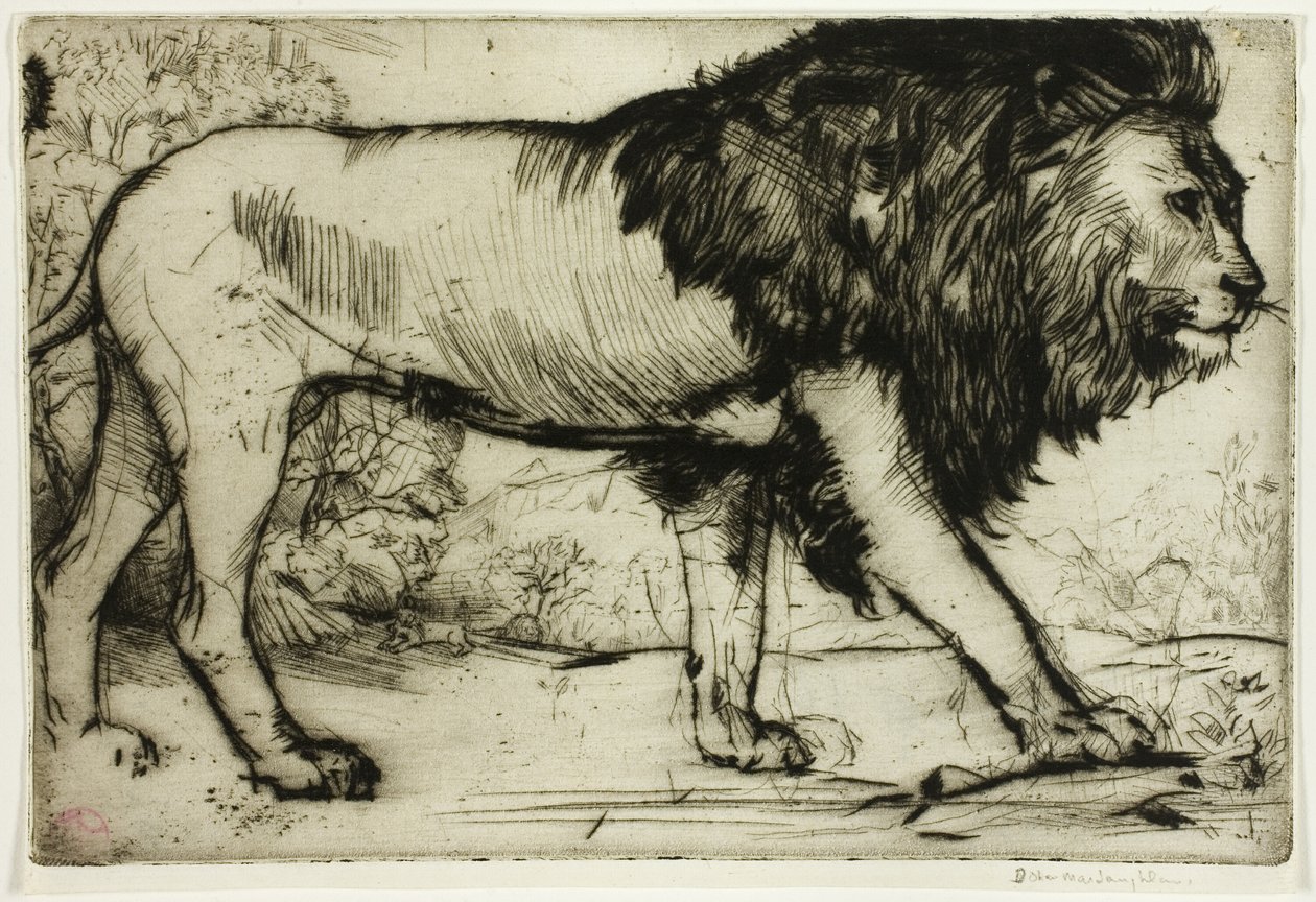 Bir aslan by Donald Shaw MacLaughlan