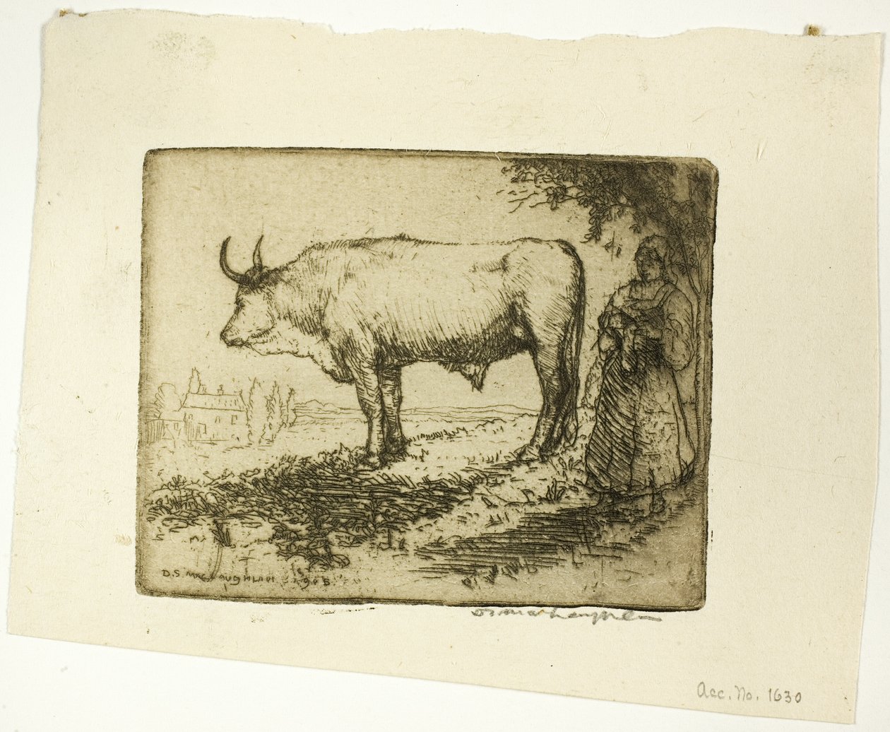 Beyaz Öküz by Donald Shaw MacLaughlan