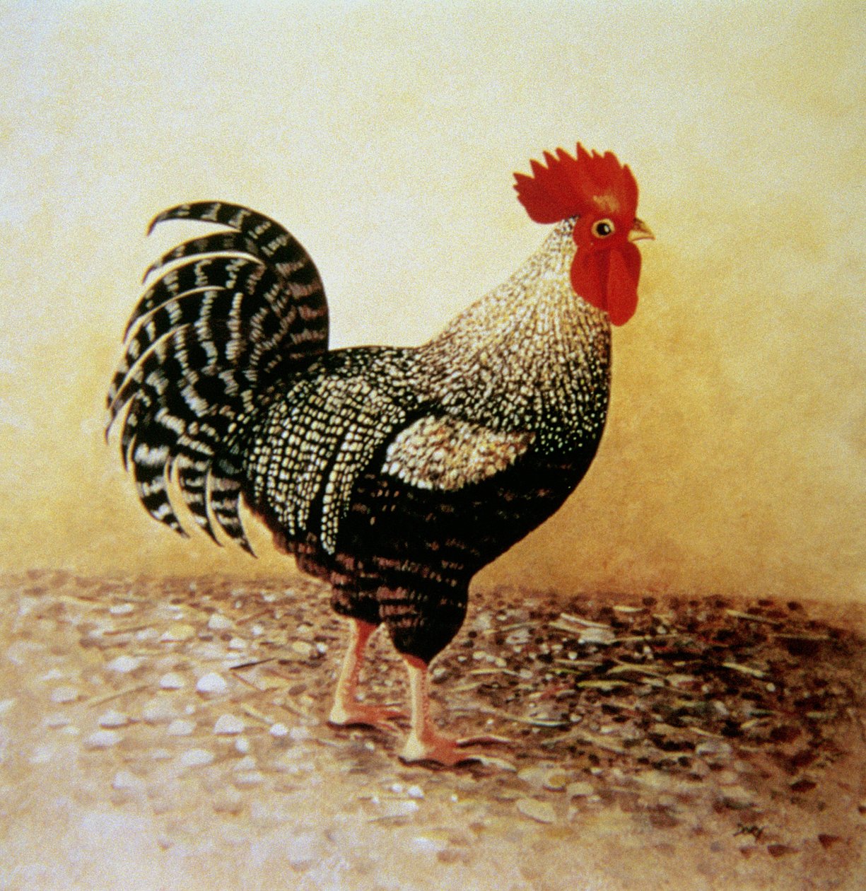 Benekli Horoz (tuval üzerine akrilik) by Dory Coffee