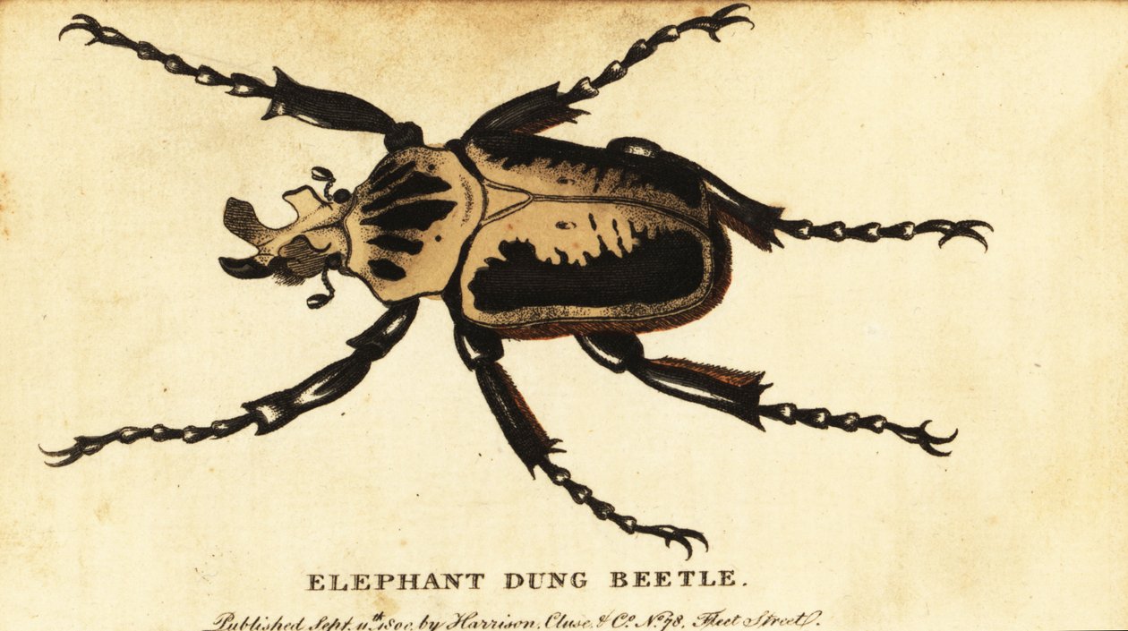 Kraliyet goliath böceği, Goliathus regius., 1800 (gravür) by Dru Drury