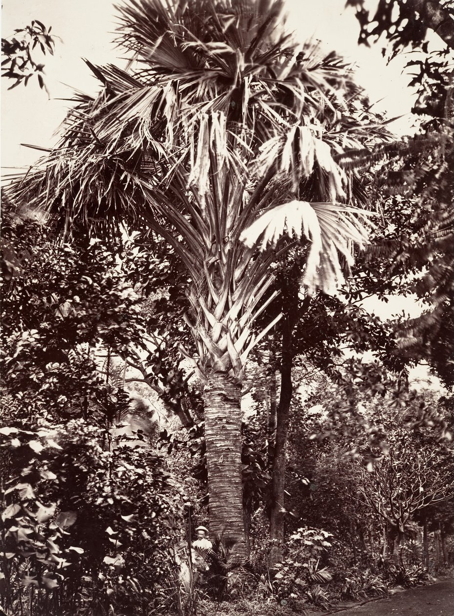 Büyük Latanier, 1863. by Désiré Charnay