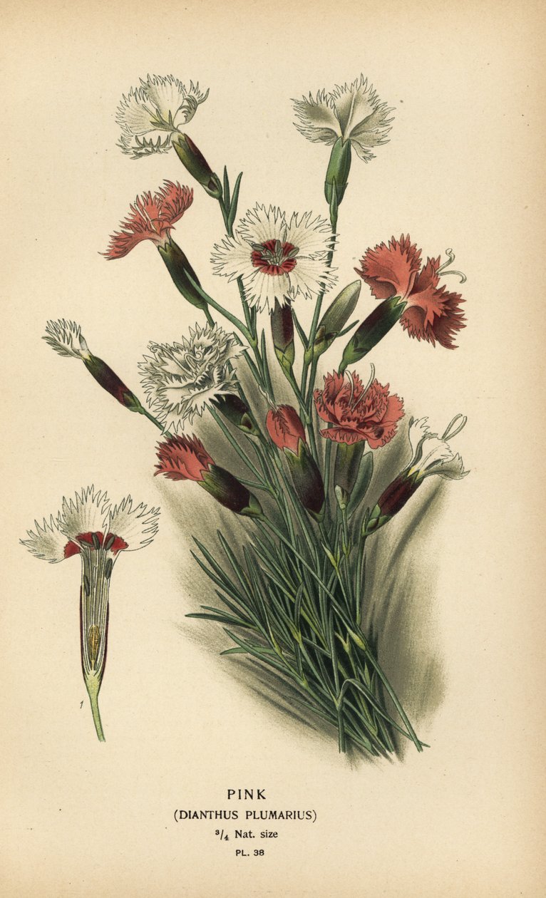 Pembe, Dianthus plumarius. by Désiré Georges Jean Marie Bois
