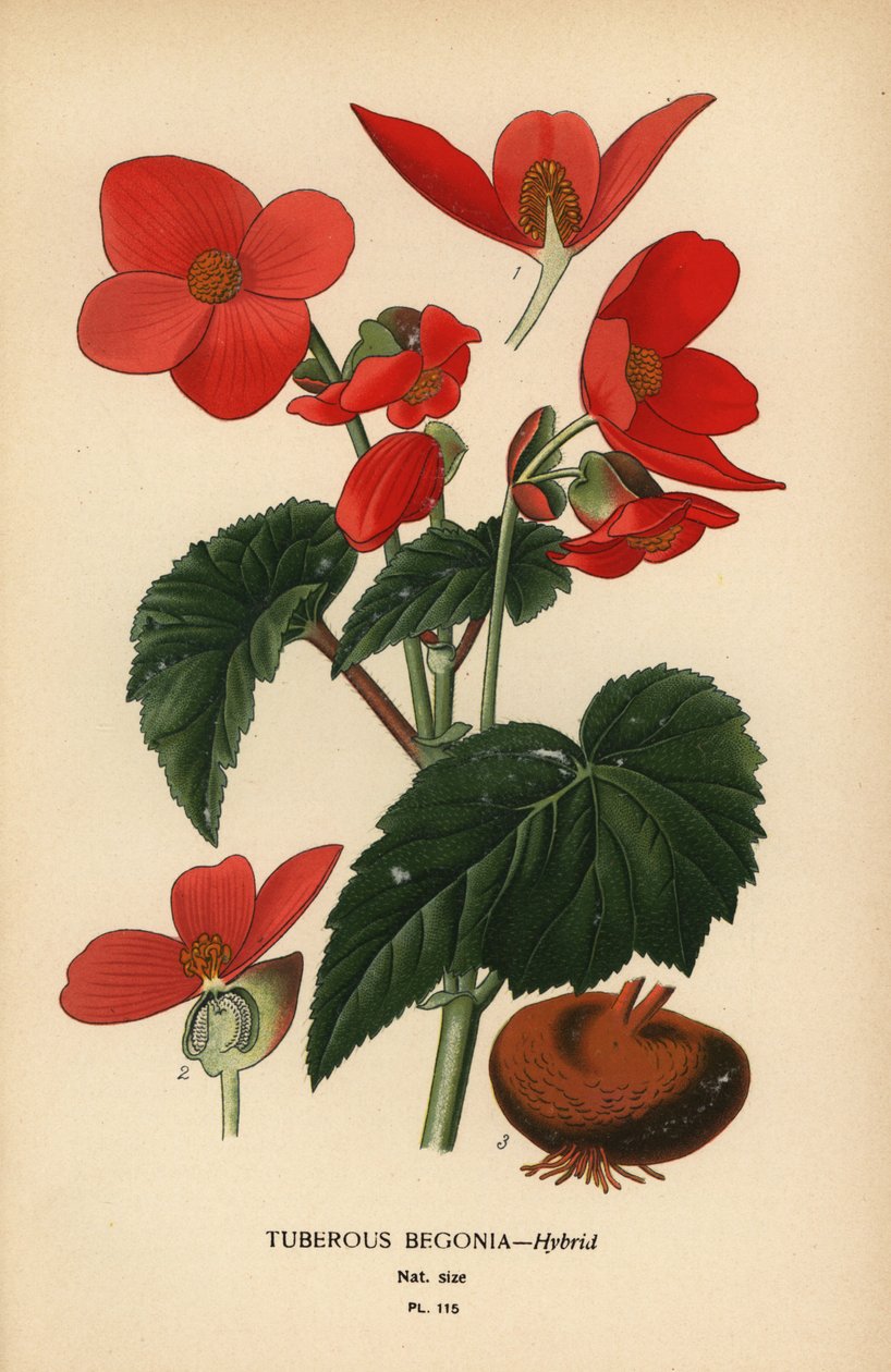 Yumrulu begonya melezi. by Désiré Georges Jean Marie Bois