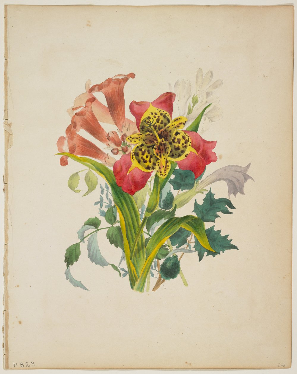 Trompet Asma Buketi, Flora'nın Sözlüğünden, 1838 by E. W. Wirt