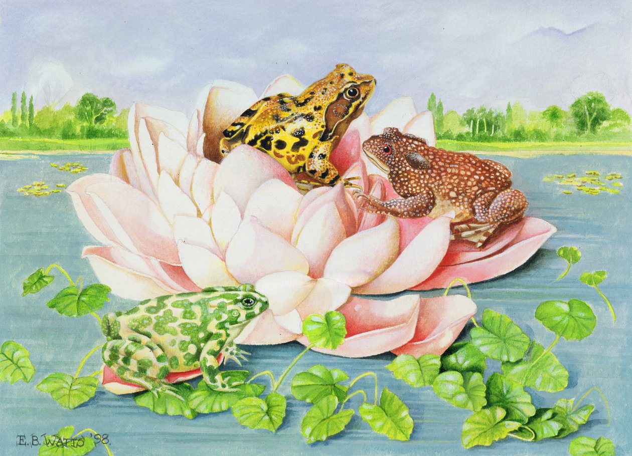 Nilüfer, 1998 (kağıt üzerinde akrilik) by E.B. Watts