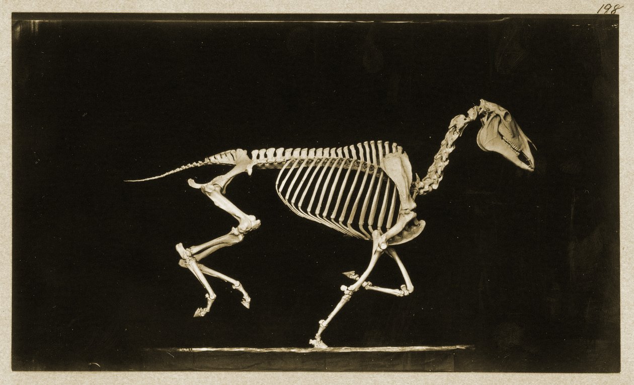 Çalışan bir atın iskeleti by Eadweard Muybridge