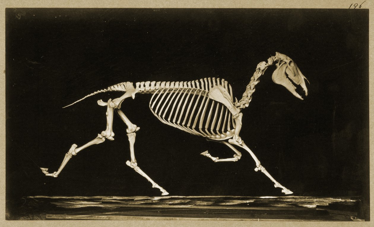Çalışan bir atın iskeleti by Eadweard Muybridge