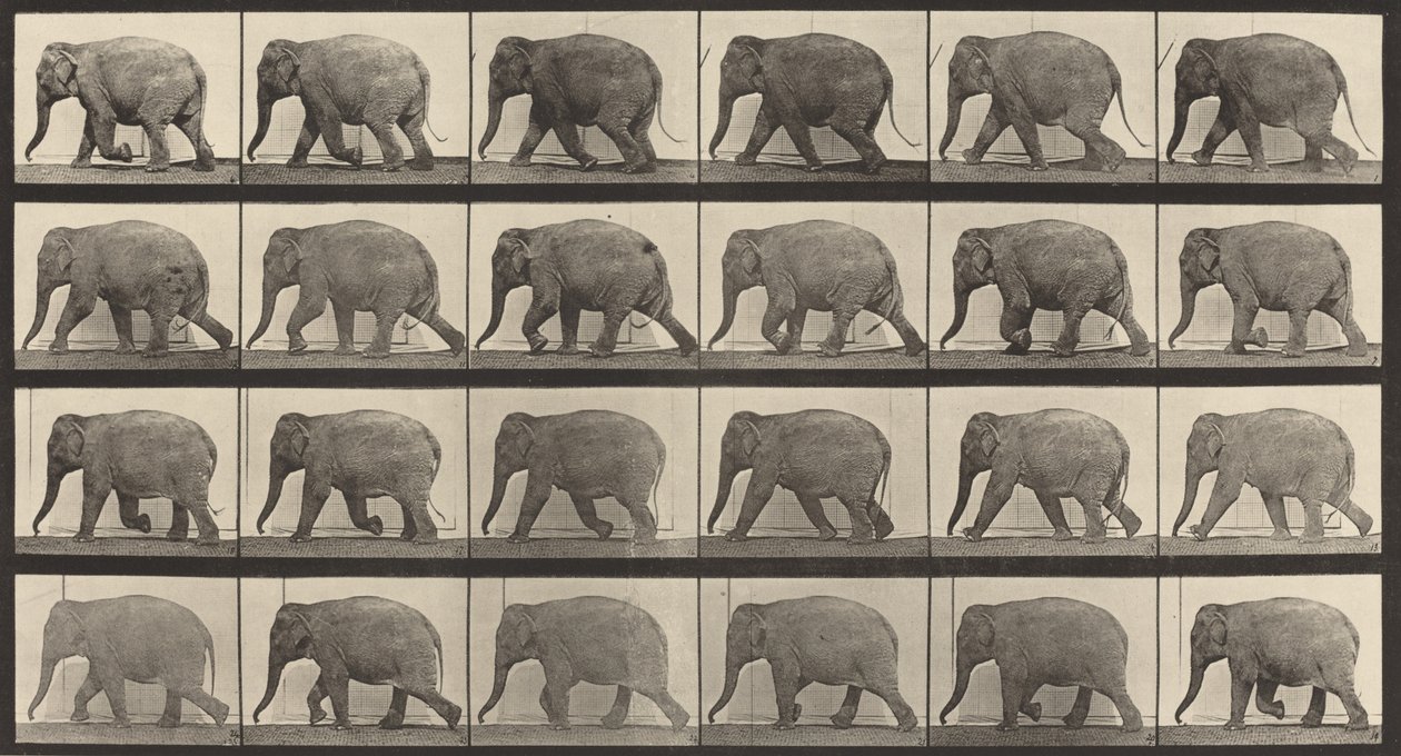 Plaka Numarası 733. Fil yürüyüşü, 1887. by Eadweard Muybridge