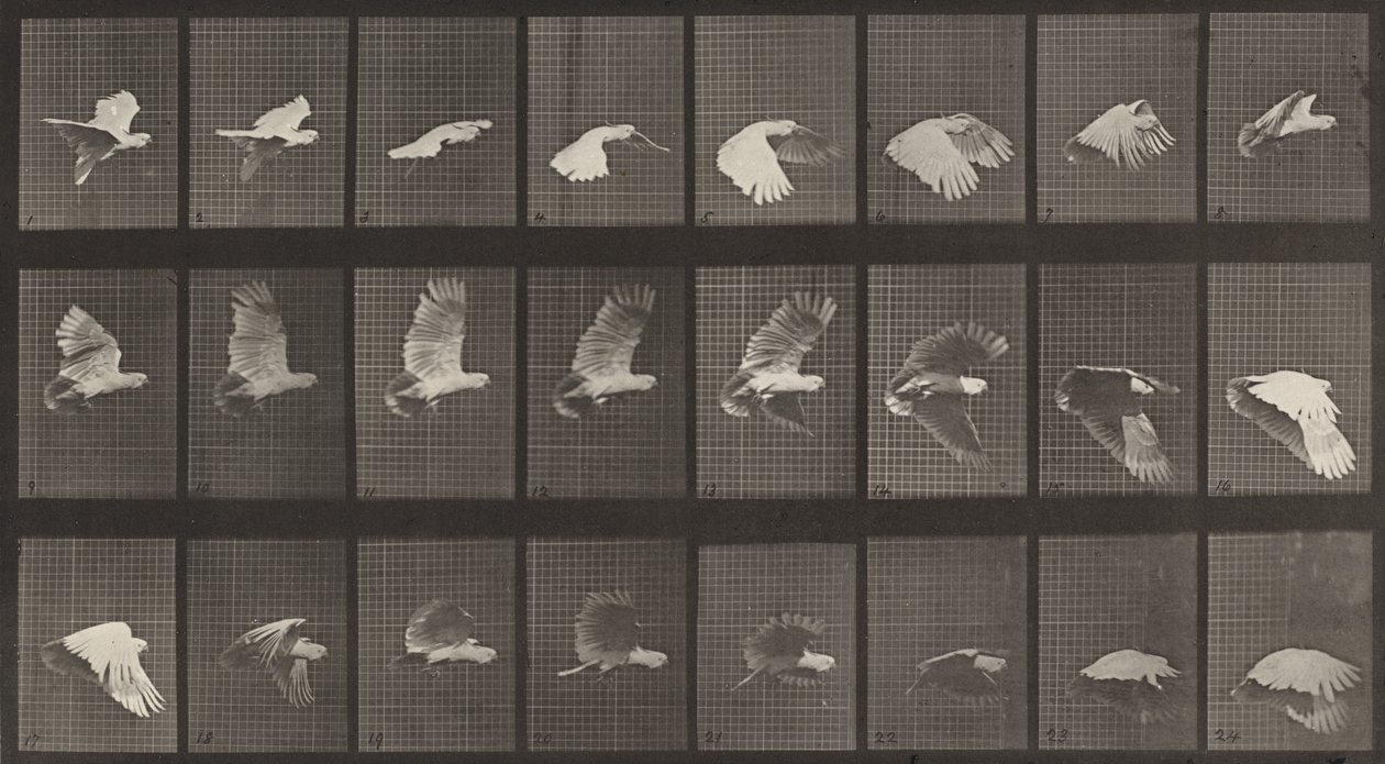 Plaka Numarası 758. Kakadu uçuşu, 1887. by Eadweard Muybridge