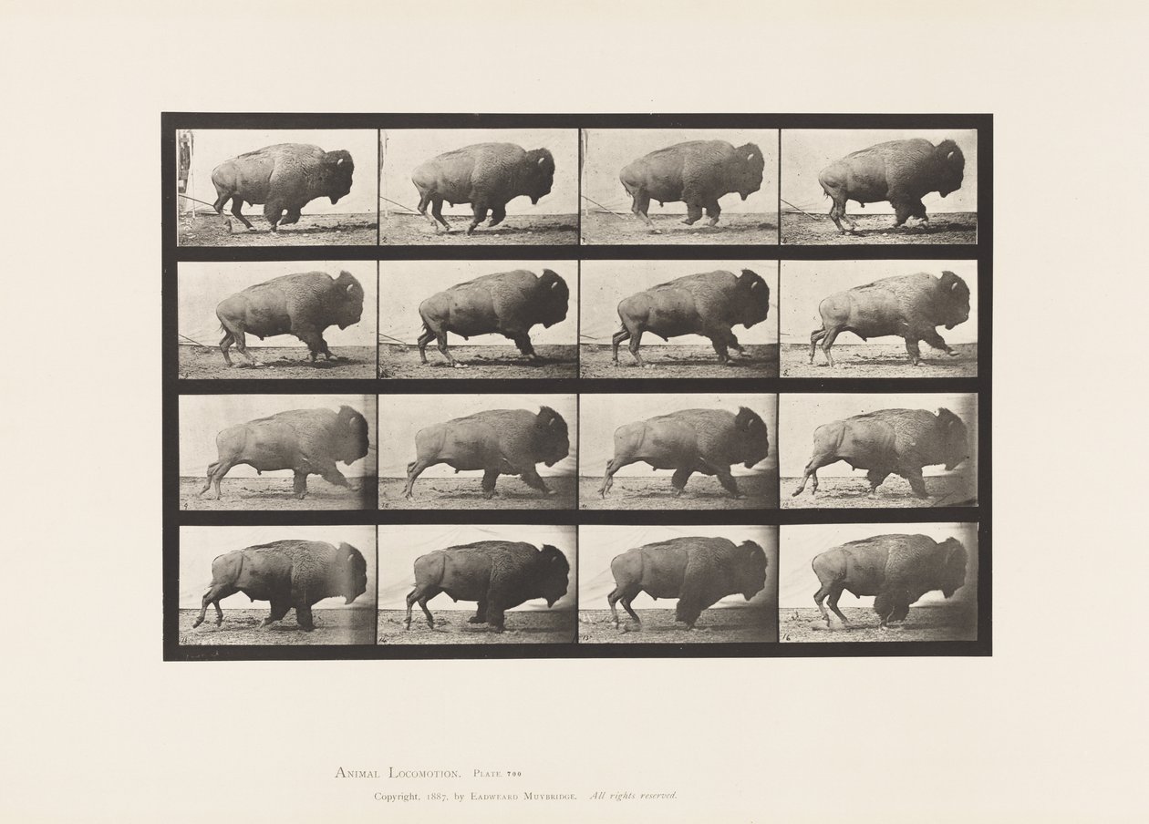 Plaka 700. Bufalo; dörtnala by Eadweard Muybridge