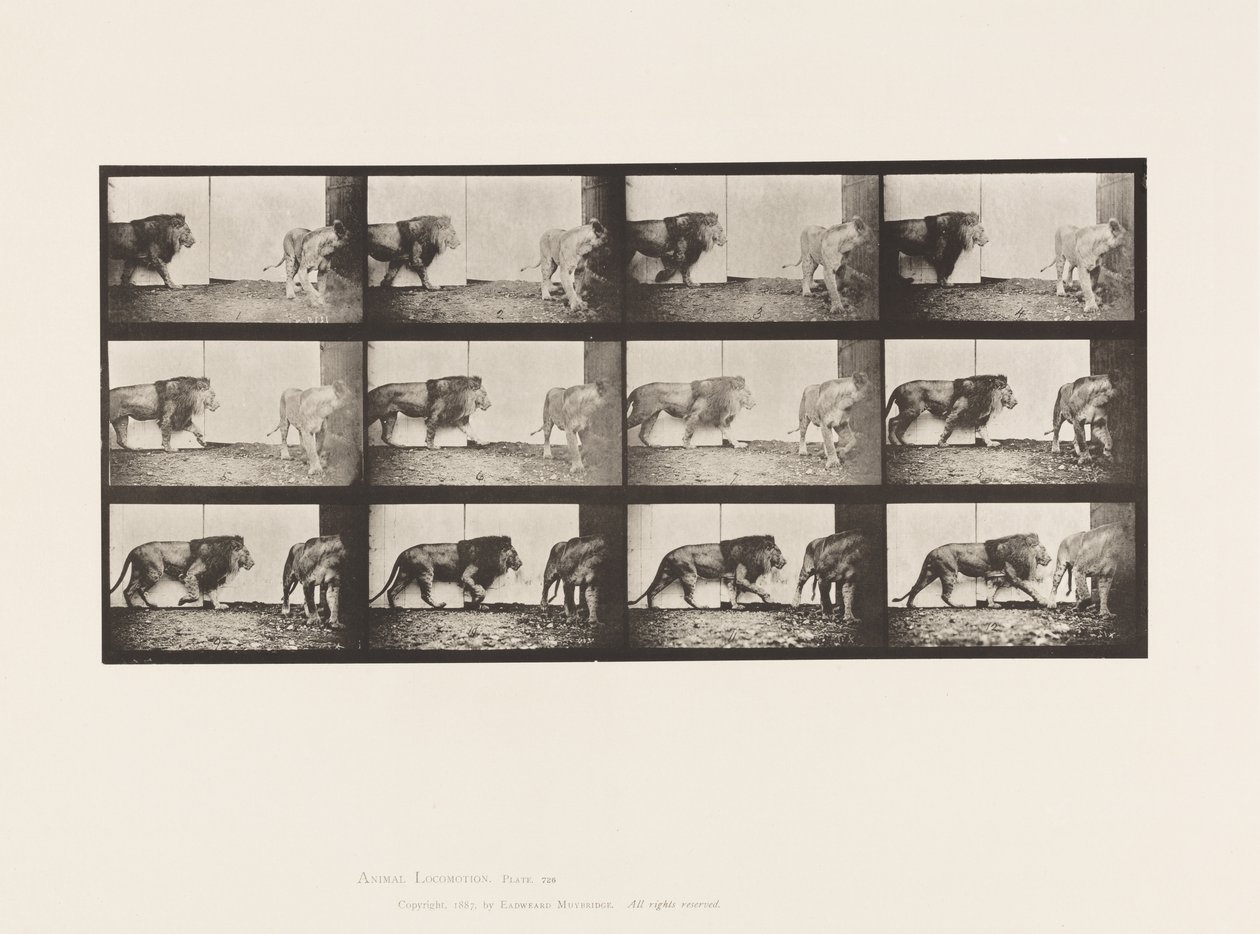 Plaka 726. Aslan ve Dişi Aslan; Yürüme by Eadweard Muybridge