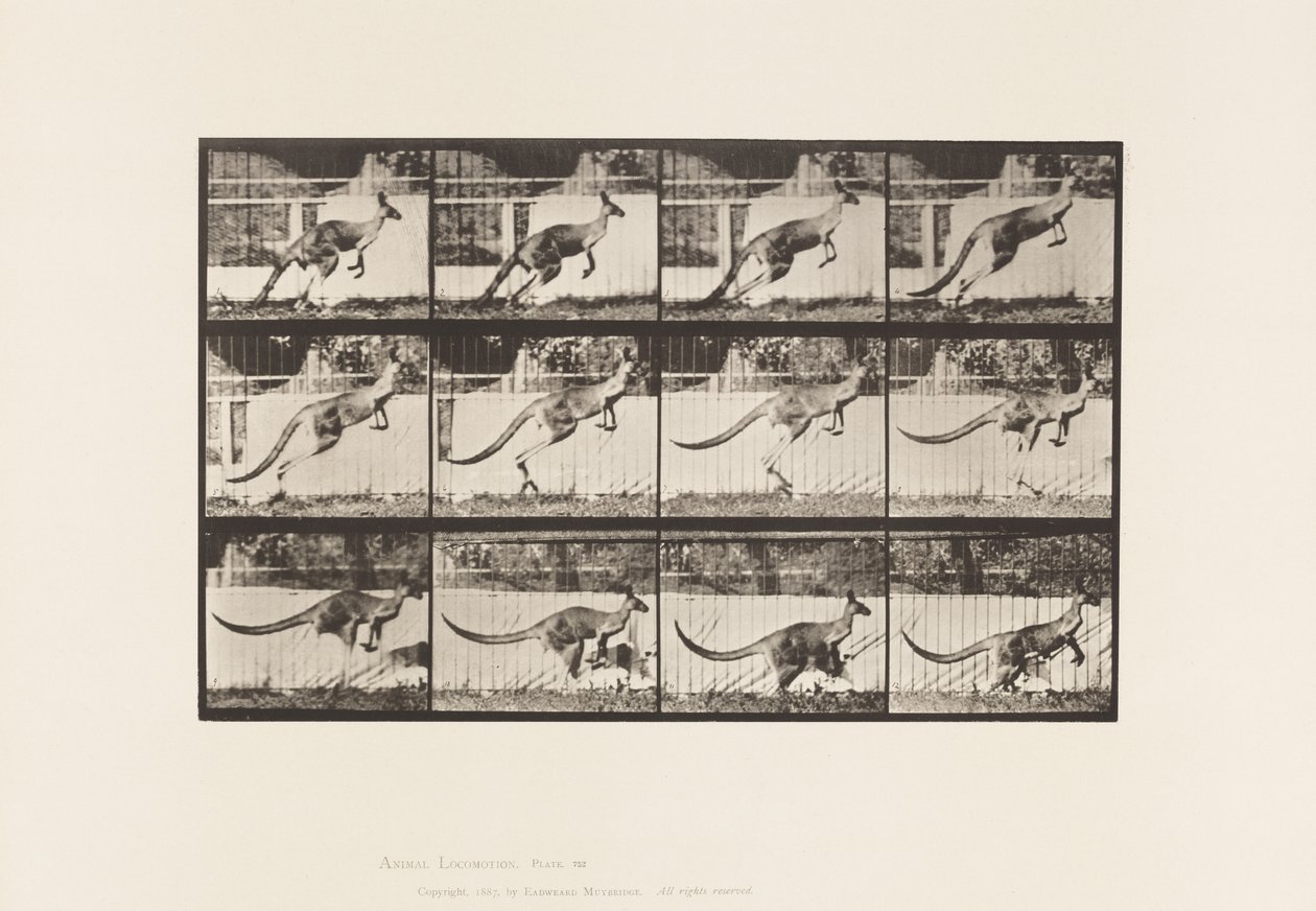 Plaka 752. Kanguru; Atlama by Eadweard Muybridge
