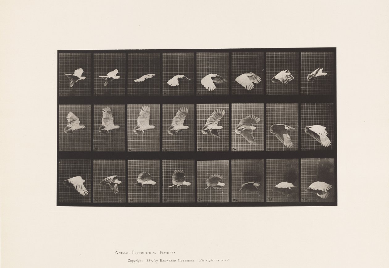 Plaka 758. Kakadu; Uçan by Eadweard Muybridge