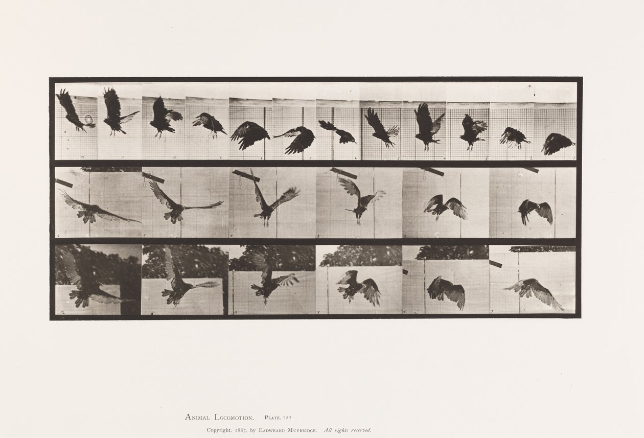 Plaka 767. Akbaba; Uçan by Eadweard Muybridge
