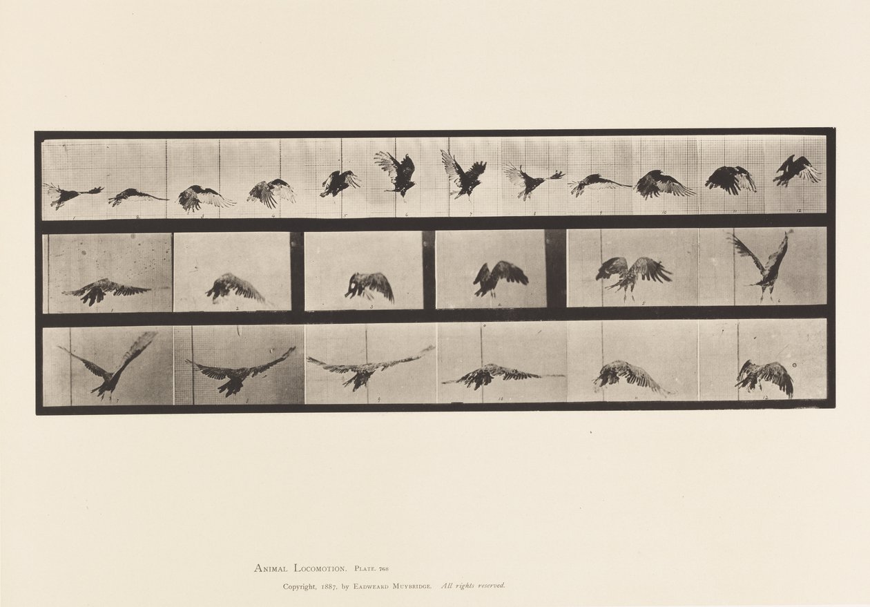 Plaka 768. Akbaba; Uçan by Eadweard Muybridge