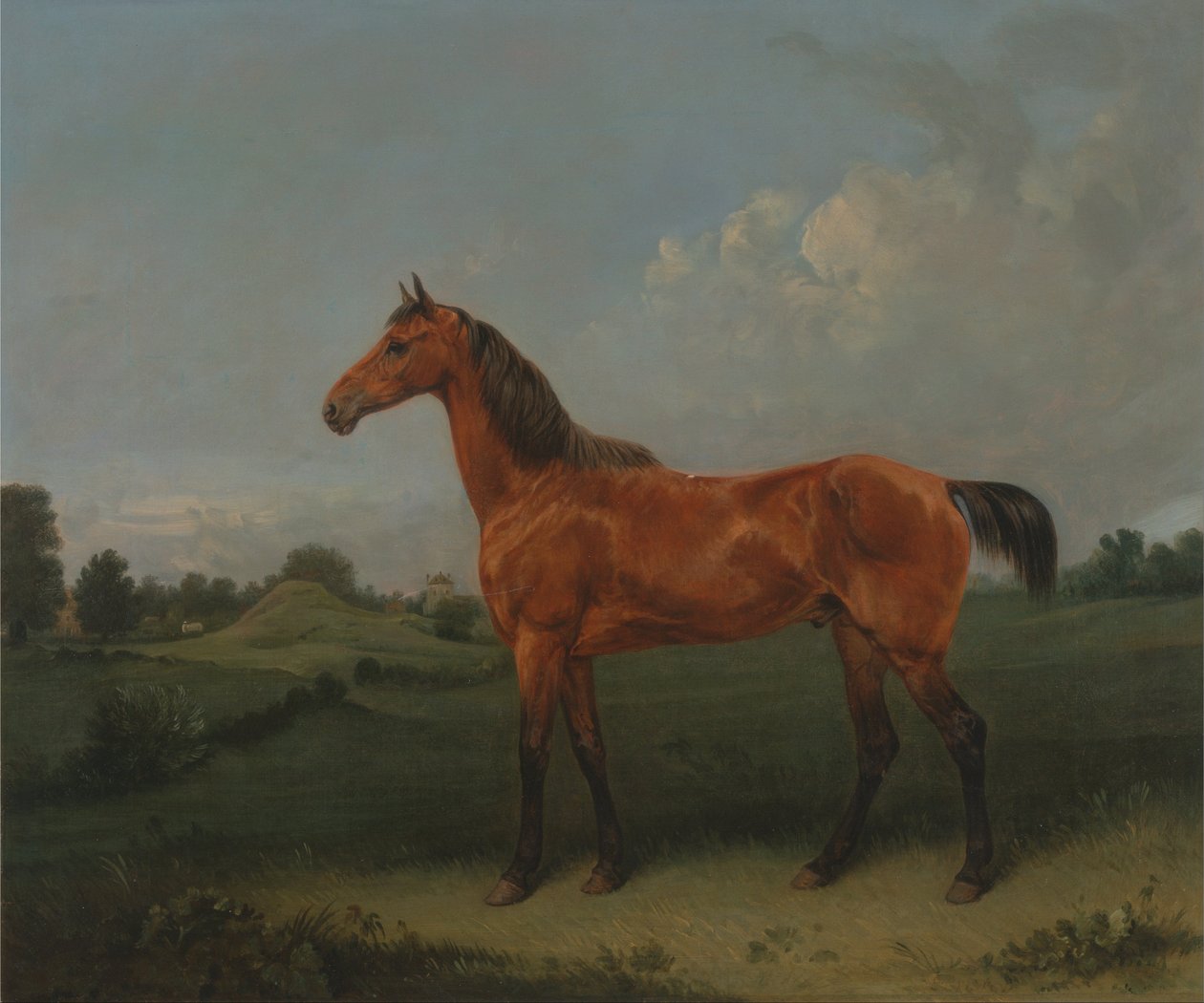 Tarlada Bir Defne Atı by Edmund Bristow