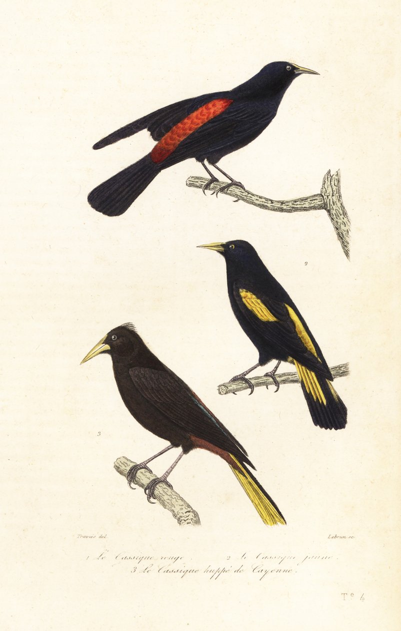 Cacique türleri ve tepeli oropendola. by Edouard (after) Travies