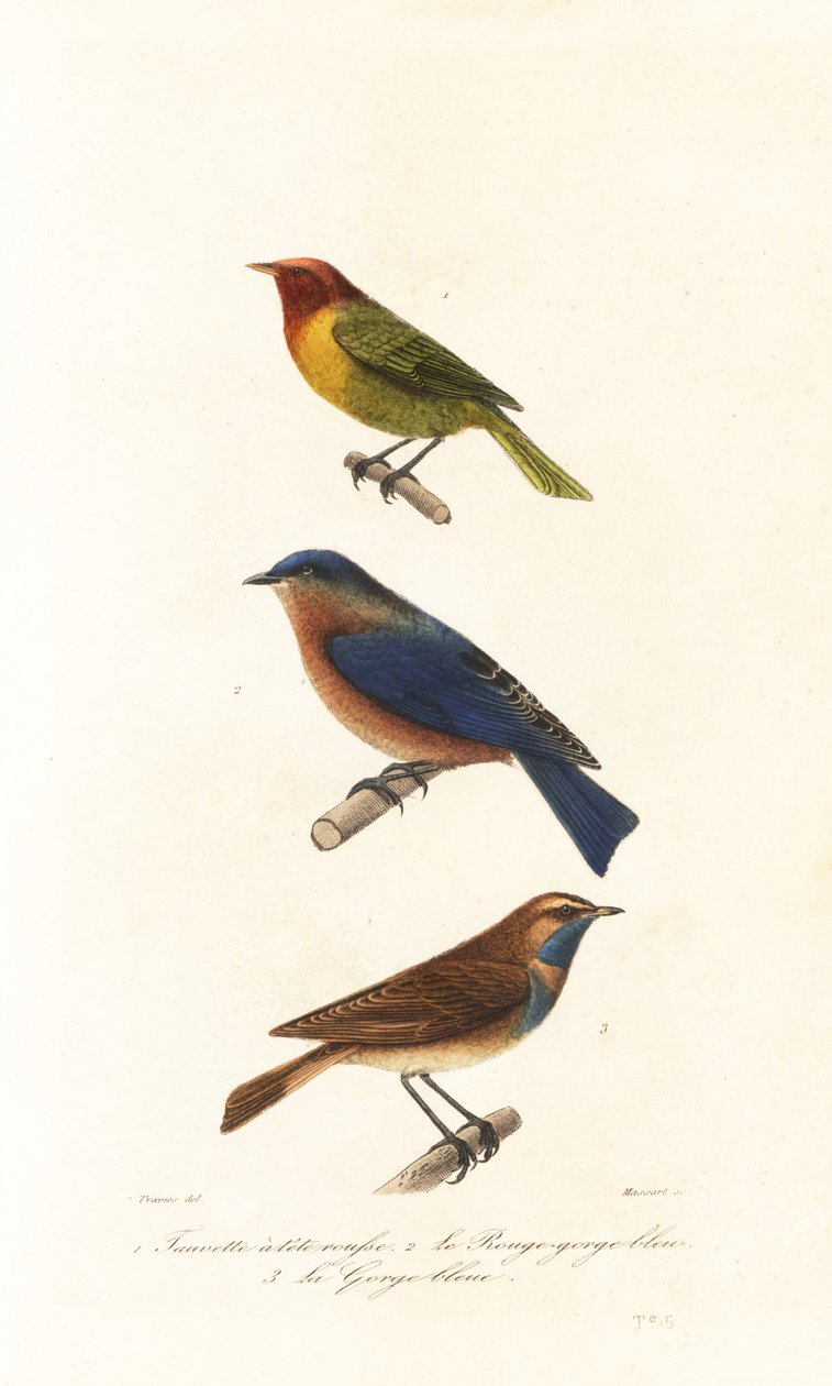 Nashville ötleğen, doğu bluebird ve bluethroat. by Edouard (after) Travies