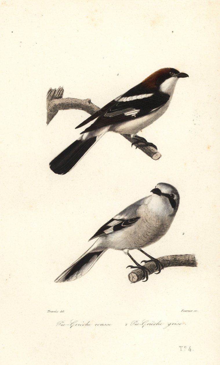 Woodchat örümcek kuşu ve büyük gri örümcek kuşu. by Edouard (after) Travies