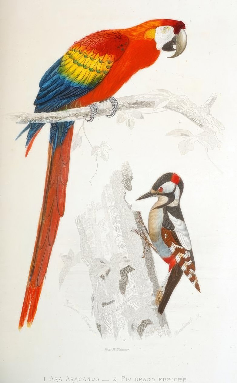 1. Ara Aracanga. 2. Pic büyük epeiche by Edouard Travies