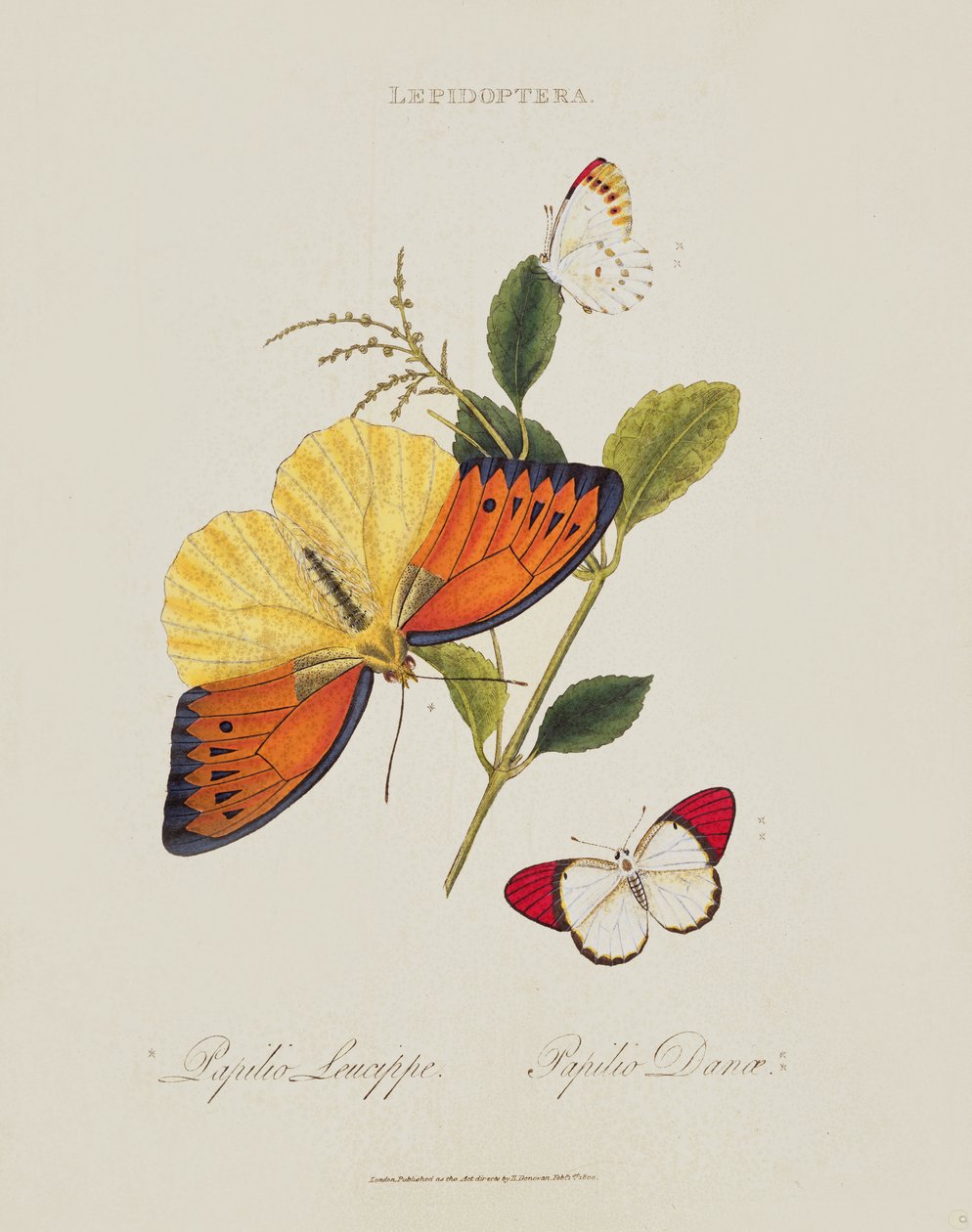 Kelebekler: Papilio Leucippe; Papilio Danae, pub. sanatçı tarafından, 1800 by Edward Donovan