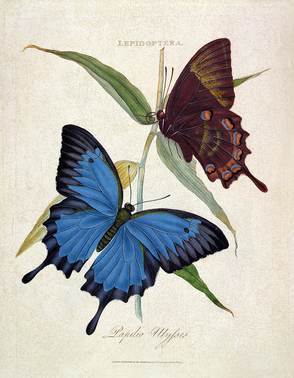 Kelebek: Papilio Ulysses, pub. sanatçı tarafından, 1800 by Edward Donovan