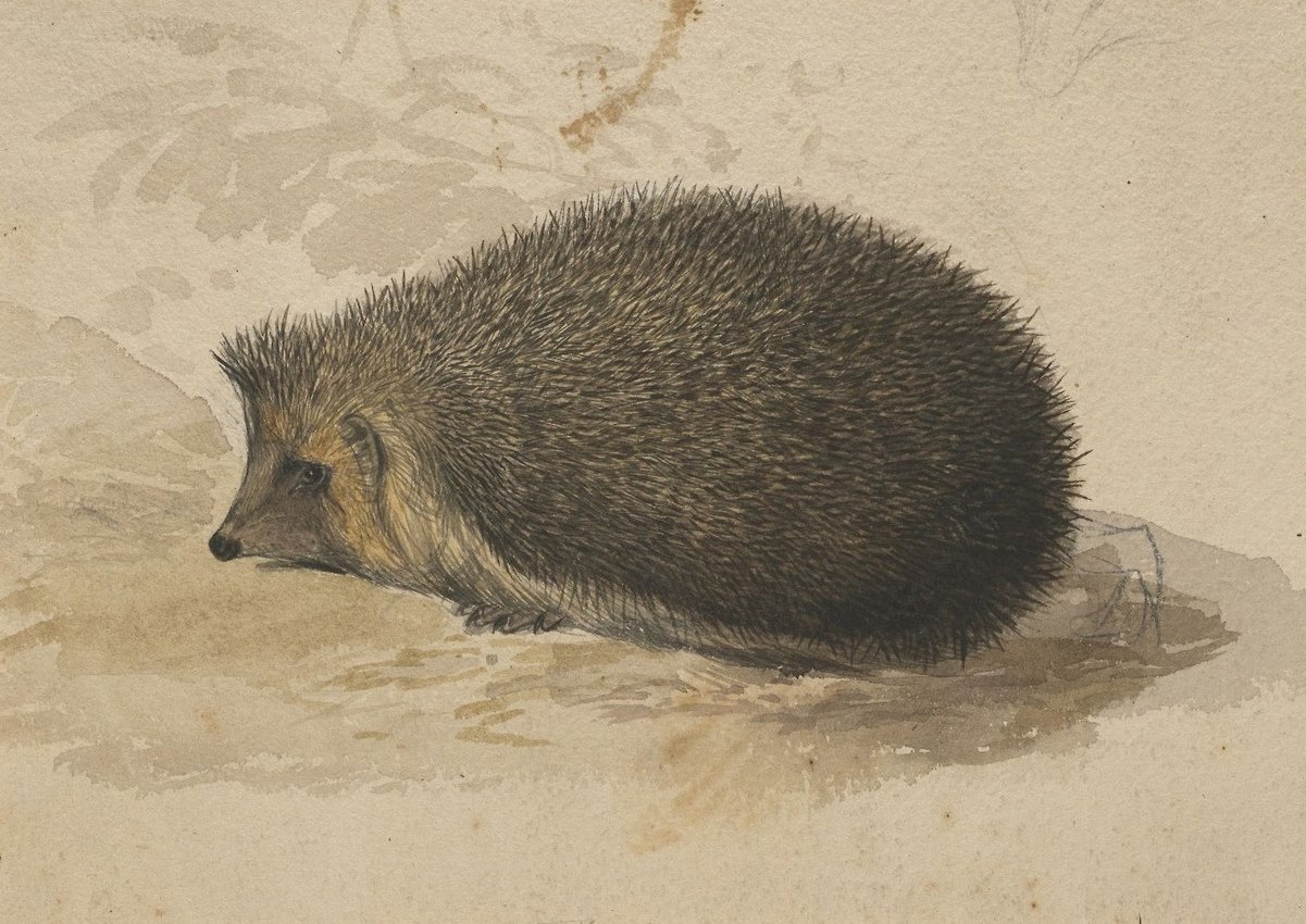 Kirpi by Edward Lear