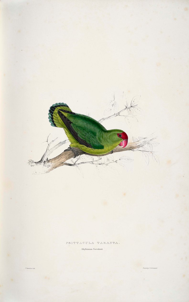 Agapornis taranta by Edward Lear