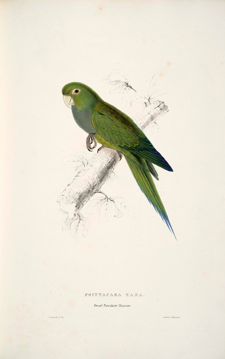 Aratinga nana by Edward Lear