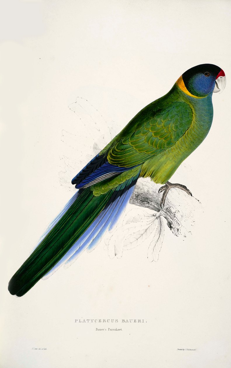 Barnardius zonarius by Edward Lear
