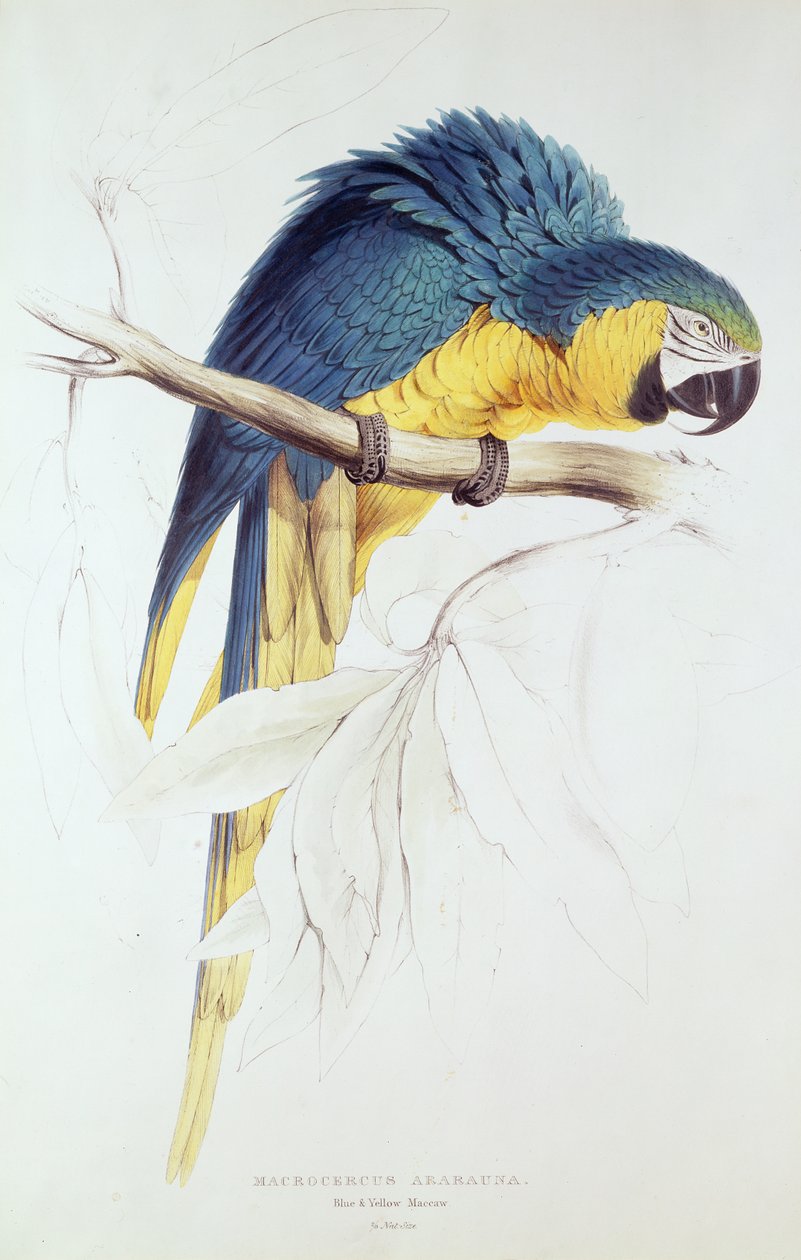 Mavi ve sarı Amerika papağanı (renkli gravür) by Edward Lear