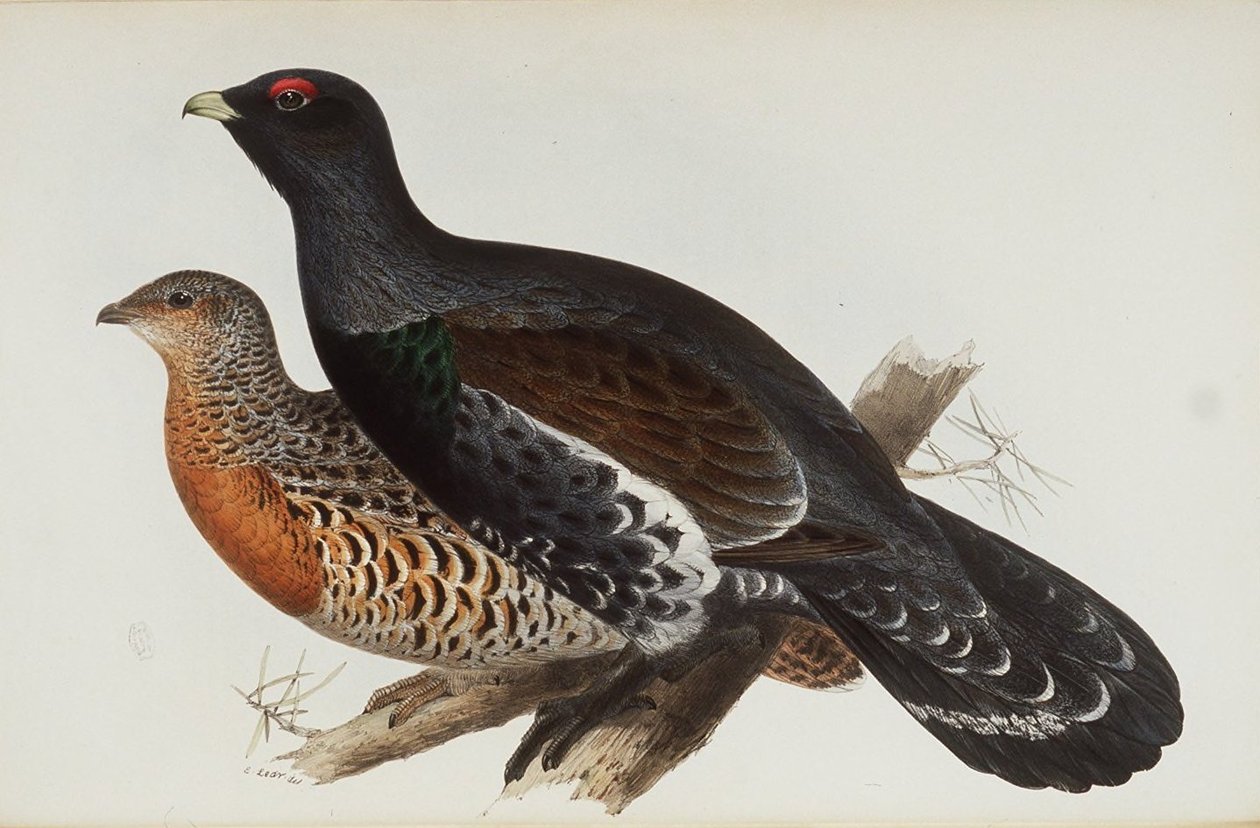 Ahşap Horoz by Edward Lear