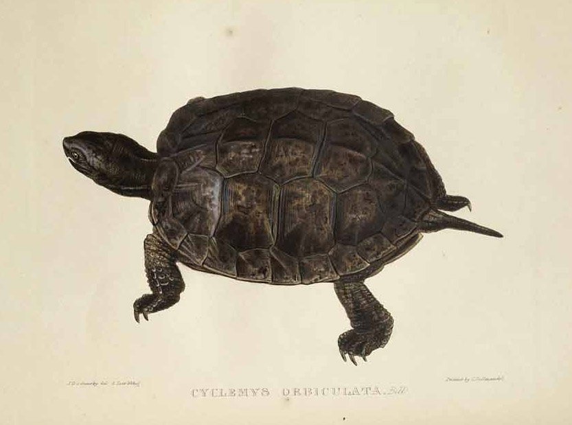 Döngüsel orbikulata by Edward Lear