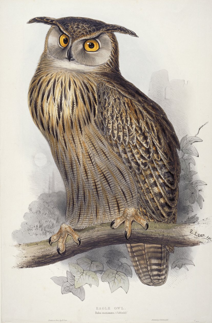 ಹದ್ದು ಗೂಬೆ. ಬುಬೊ ಮ್ಯಾಕ್ಸಿಮಸ್, 1832-1837ಟರ್ಕ್ by Edward Lear
