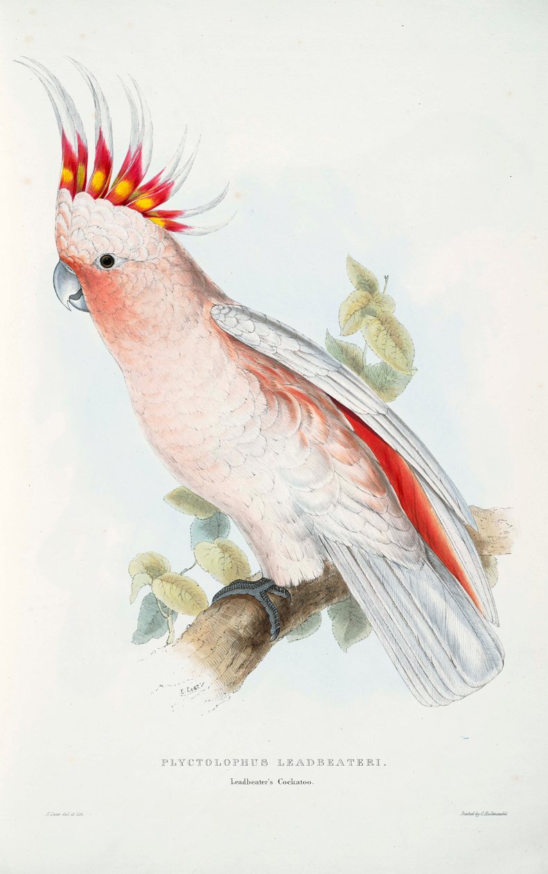 Lophochroa kurşun dövücü by Edward Lear