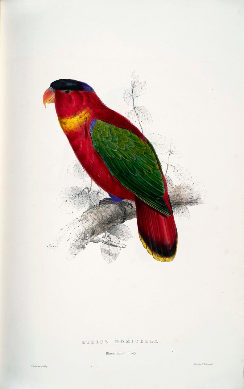 Lorius domicella by Edward Lear
