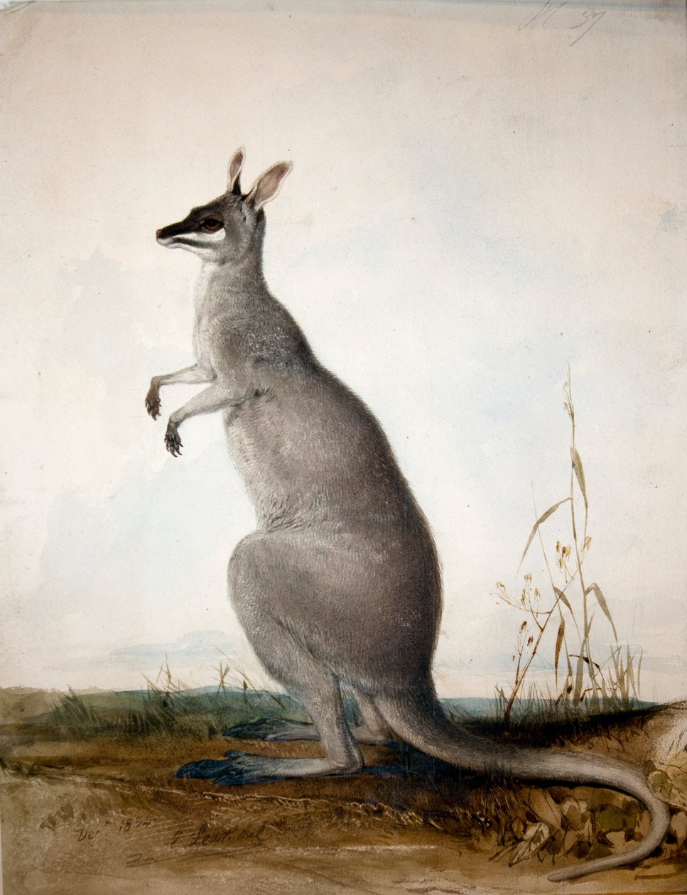 Macropus parryi, 1834 by Edward Lear