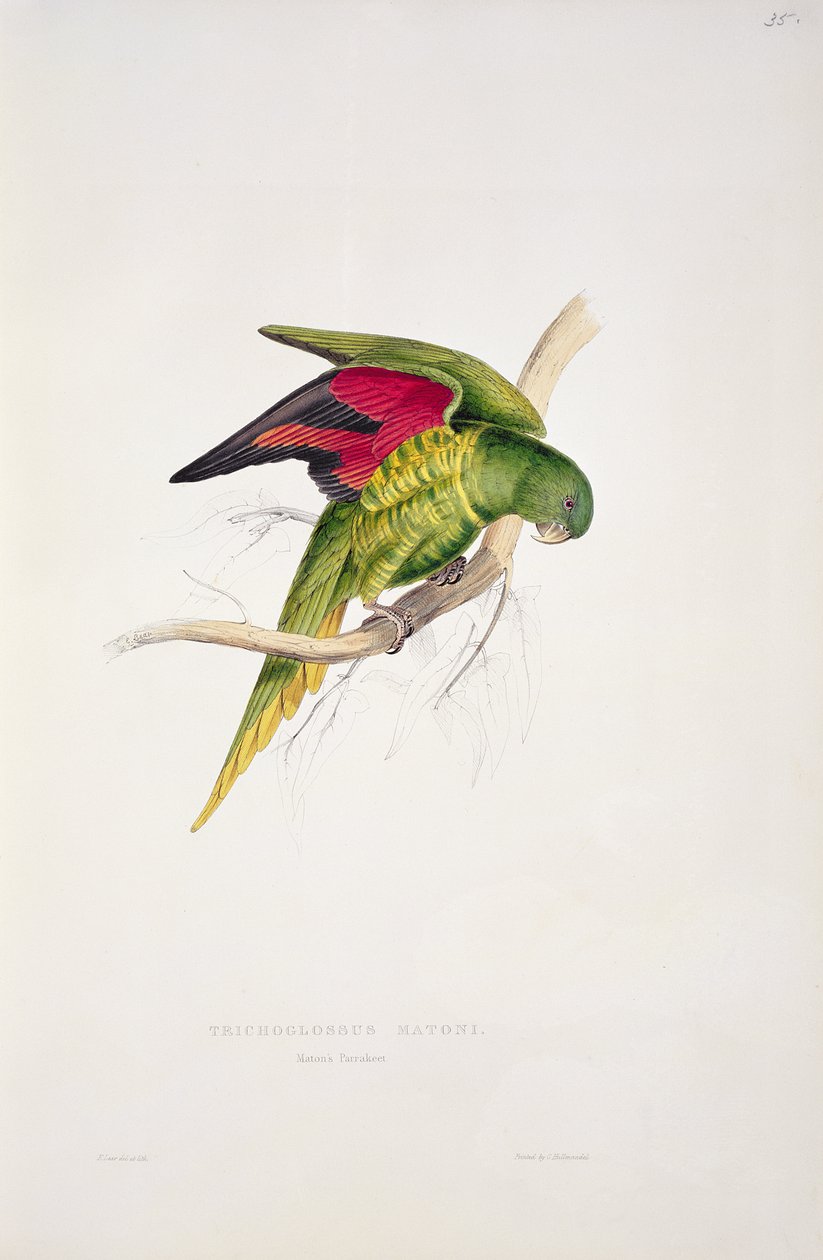 Bir Rahibin Portresi by Edward Lear