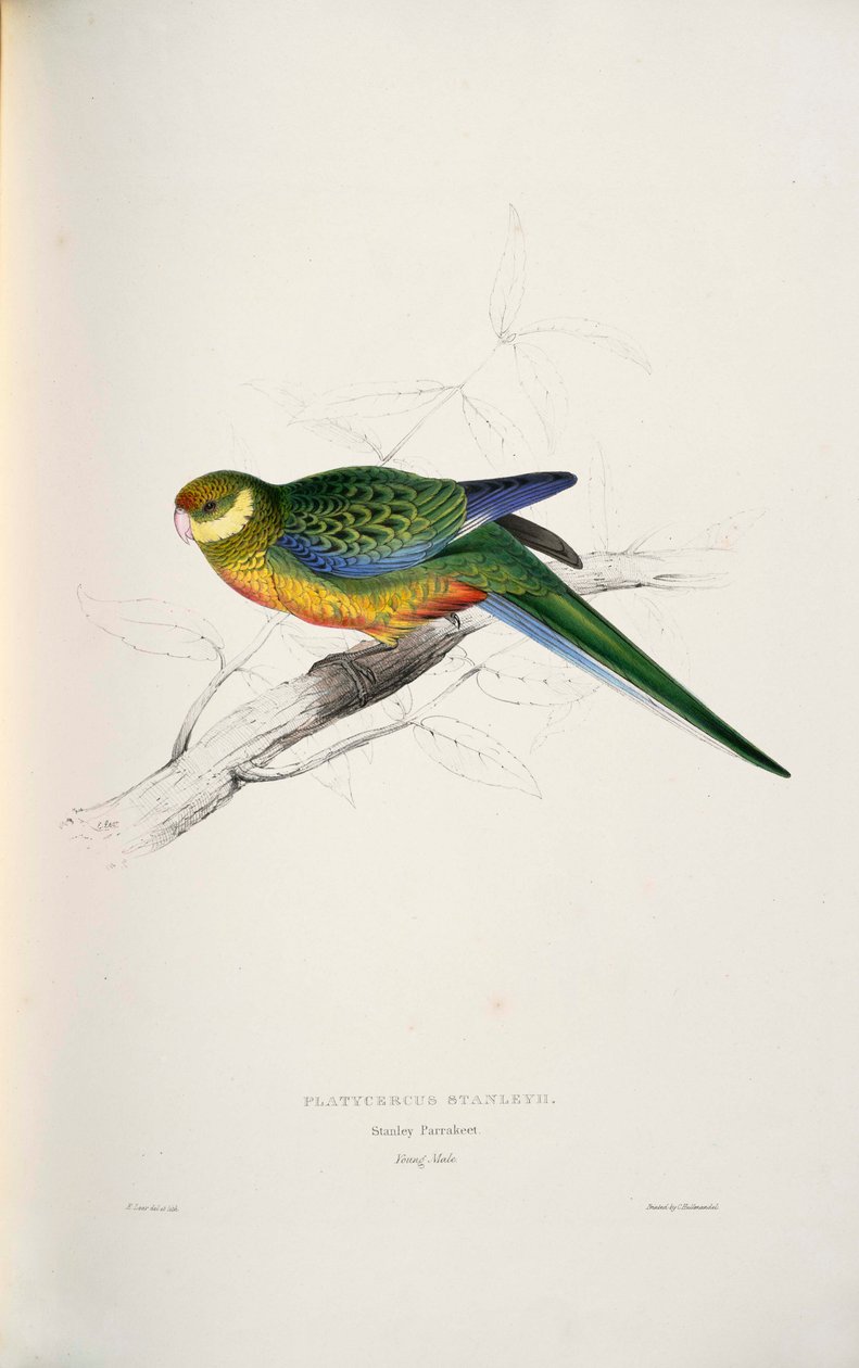 Platycercus icterotis by Edward Lear