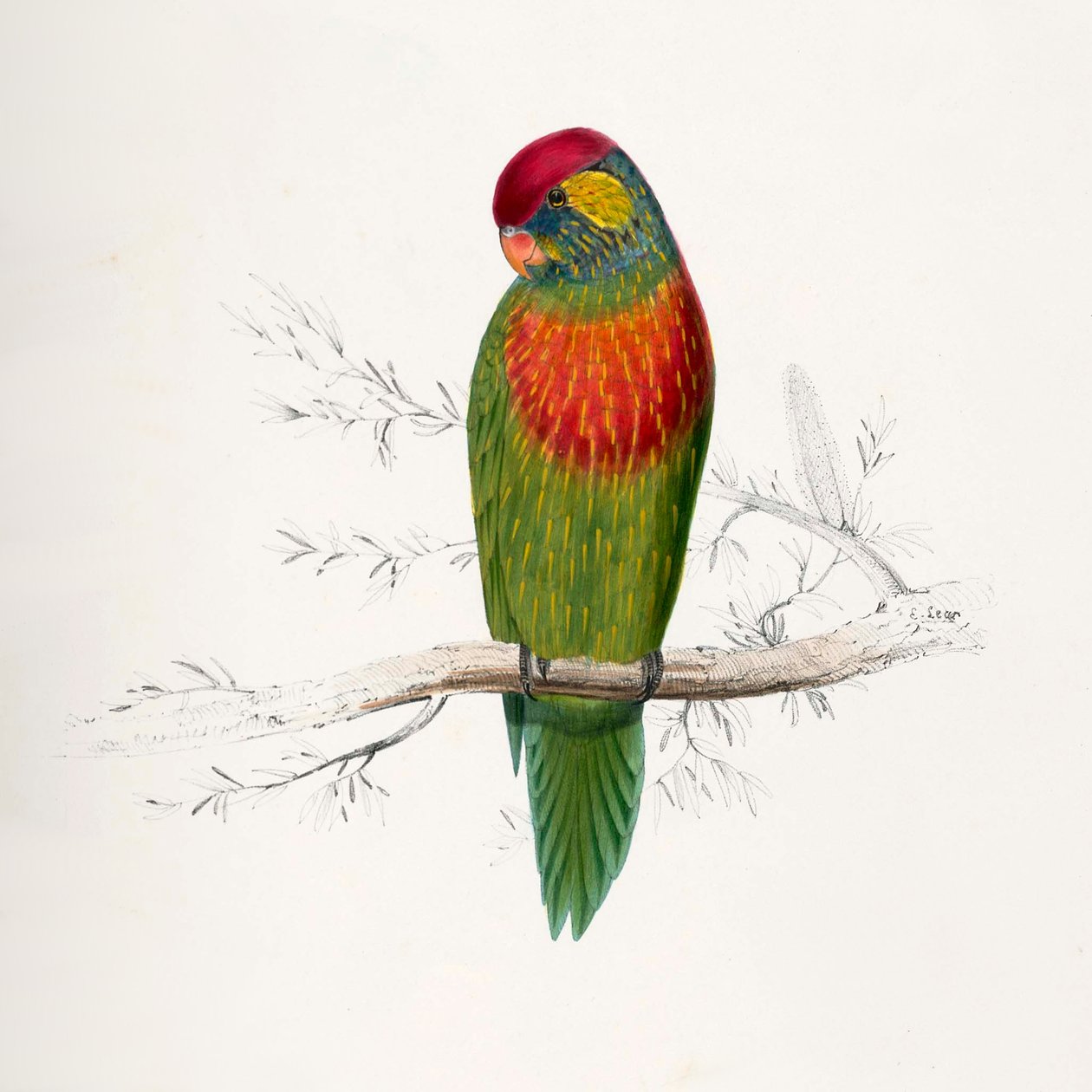 Psitteuteles versicolor by Edward Lear