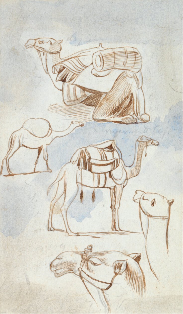 Develerin eskiz çalışmaları by Edward Lear