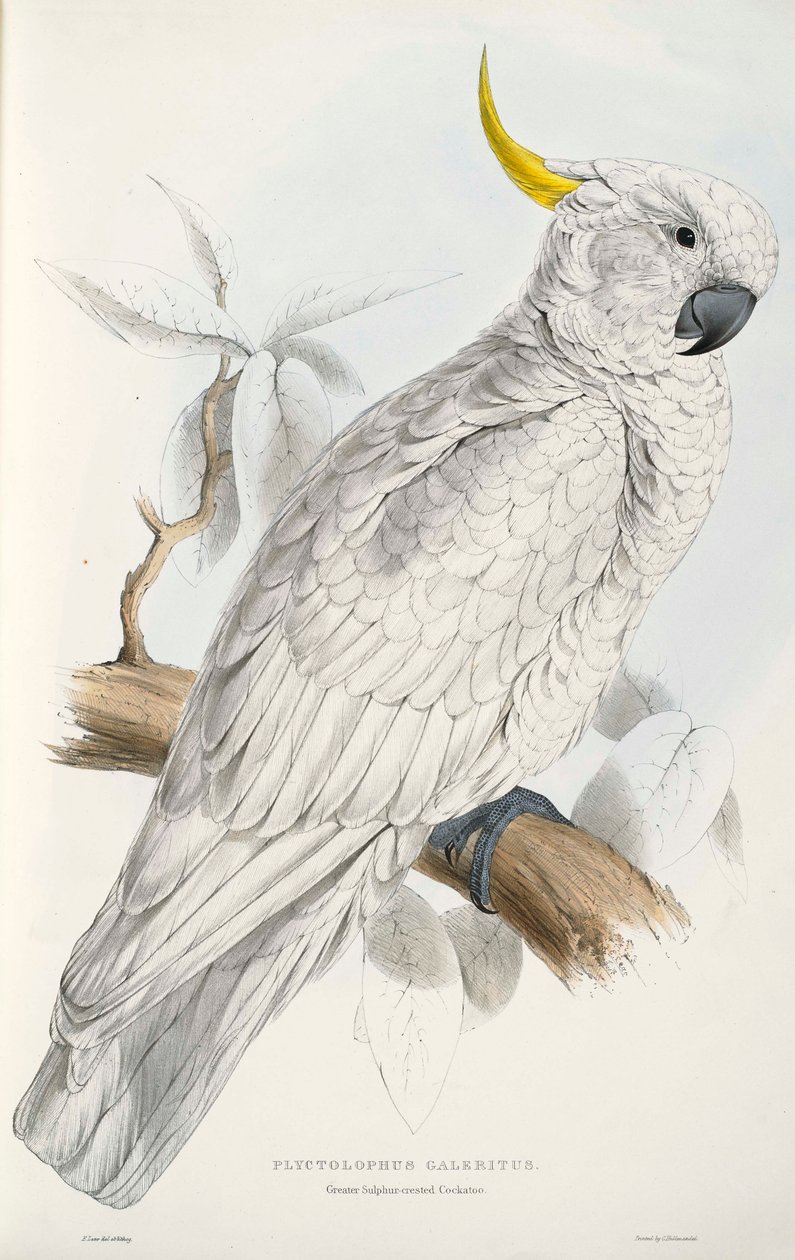 Kükürt Tepeli Kakadu by Edward Lear