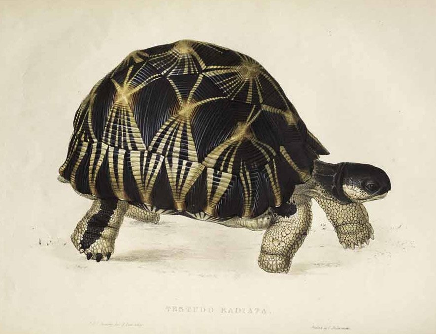 Testudo radiata by Edward Lear