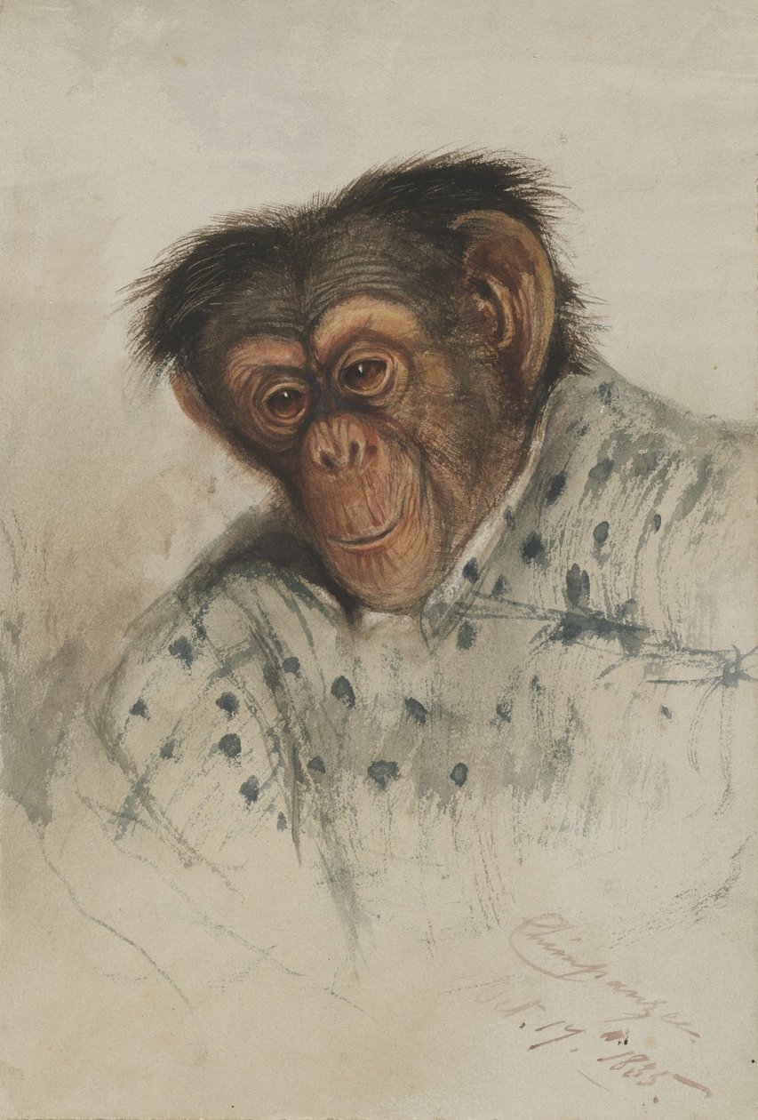 şempanze kafası by Edward Lear