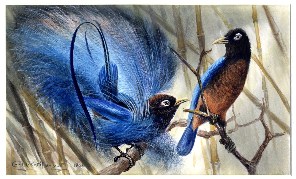 mavi cennet kuşu by Edward Adrian Wilson